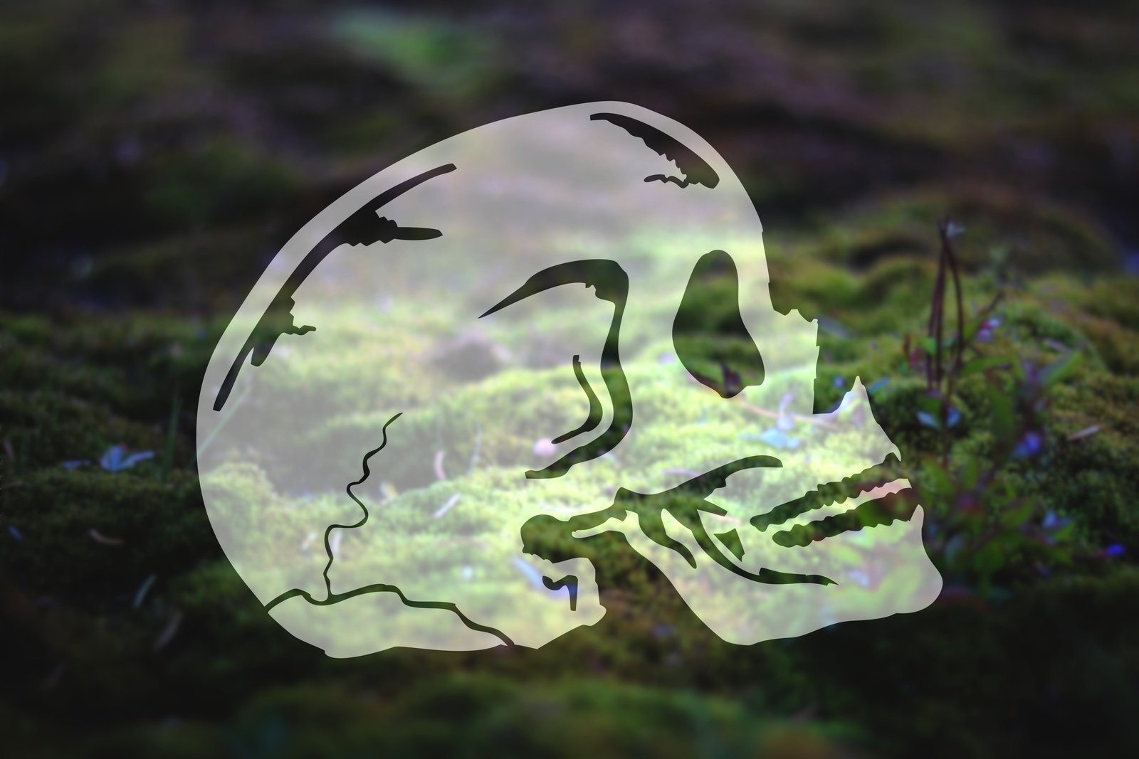 Skull Vinyl Decal | 279