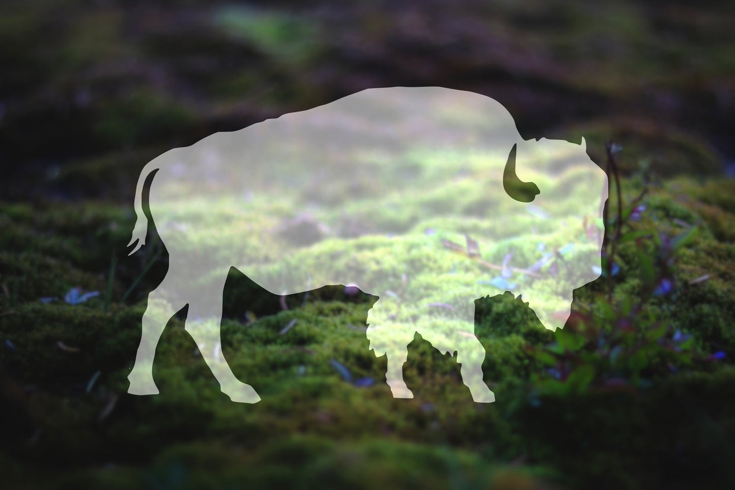Buffalo Vinyl Decal | 138