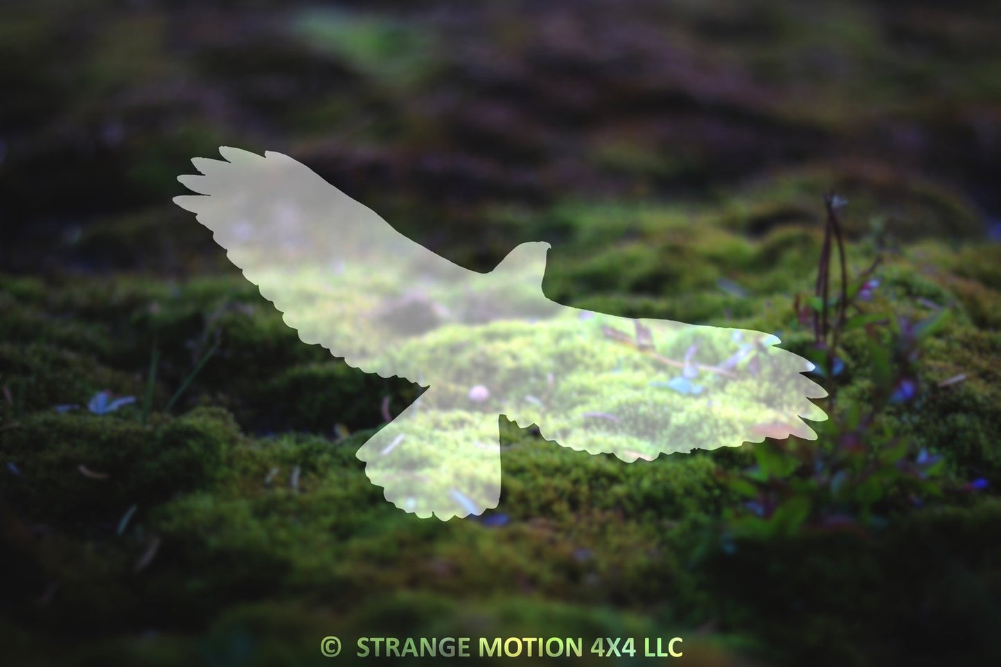 Hawk Vinyl Decal | 70