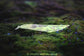 Blue Whale Vinyl Decal | 95