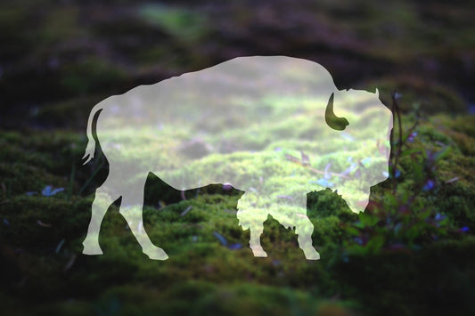 Buffalo Vinyl Decal | 138