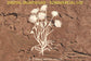 Wildflower File Pack Bundle - Commercial Use