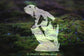 MLTK - Mountain Marmot
