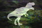 T-Rex Vinyl Decal | 67